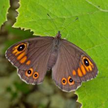 Očkáň jačmienkový