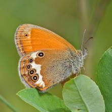 Očkáň medničkový