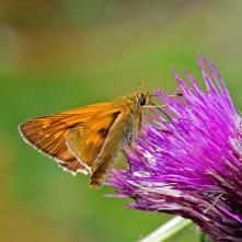 Súmračník hrdzavý