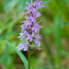 Päťprstnica obyčajná