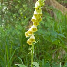 Náprstník veľkokvetý