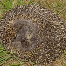 Jež tmavý