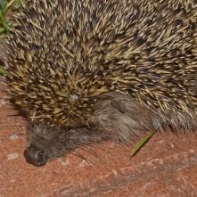 Jež tmavý