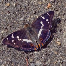 Dúhovec väčší - v horúčave sa ochladzoval a zaháňal smäd na vlhkom asfalte