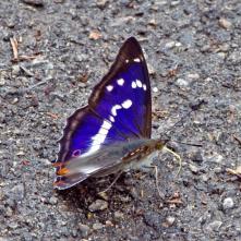 Dúhovec väčší - pod rôznym uhlom dopadu svetla sa mení jeho sfarbenie - odtiaľ jeho slovenský názov