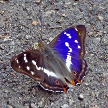 Dúhovec väčší - takto sfarbený je iba samček, samica také sfarbenie nemá