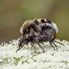 Chlpáčik škvrnitý - kopulácia