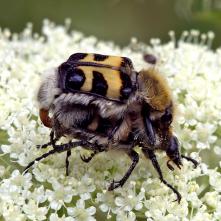 Chlpáčik škvrnitý - kopulácia