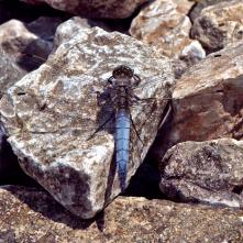 Vážka rybničná -samec