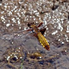 Vážka ploská - samička