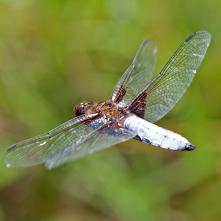 Vážka ploská - samček