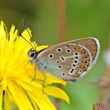 Modráčik bielopásy