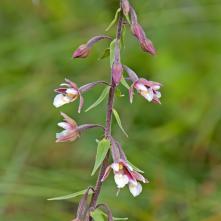 Kruštík močiarný