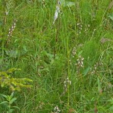 Kruštík močiarný