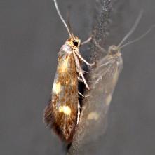 Šupinovka zlatoškvrná