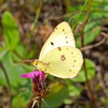 Žltáčik ranostajový