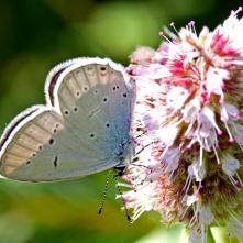 Modráčik ďatelinový