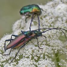 Fúzač pižmový - kopulácia