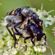 Chlpáčik škvrnitý - kopulácia