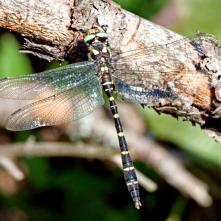 Pásikavec dvojzubý