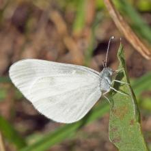 Mlynárik hrachorový