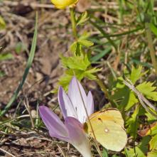 Žltáčik vičensový 27.10.2019 vo výške cca 1000 m.n.m. - netypická jeseň s jarnými a jesennými rastlinami.