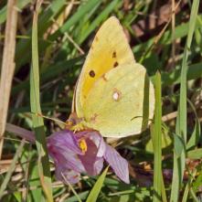Žltáčik vičensový - doteraz som ho v raji nevidel