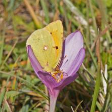 Žltáčik vičensový