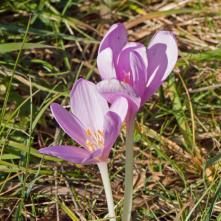 Jesienka obyčajná 27.10.2019 v sedle Kopanec