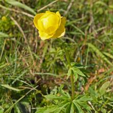 Žltohlav najvyšší 27.10.2019 v sedle Kopanec