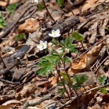 Veterník žltučkolistý