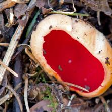 Ohnivec bližšie neurčený