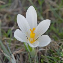 Šafrán spišský - albín