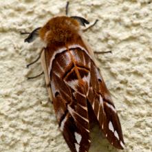 Strakáč brezový - samček