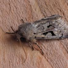 Orthosia gothica - Mora ovocná