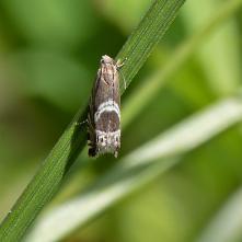 Grapholita jungiella - Plodokaz Jungov