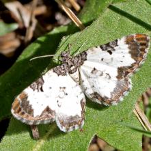 Melanthia alaudaria - Piadivka podhorská
