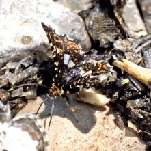 Thyris fenestrella - Oknáčik plamienkový