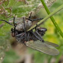 Chiastocheta lophota - podľa určovateľa RNDr.Vladimíra Straku sa jedná o vzácnosť. Doteraz nebola nafotená a existujú iba dve perokresby.