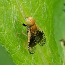 Xyphosia laticauda - podľa určovateľa RNDr.Vladimíra Straku sa jedná o prvonález na Slovensku a prvé fotky vo voľnej prírode.