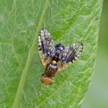Xyphosia laticauda - samec