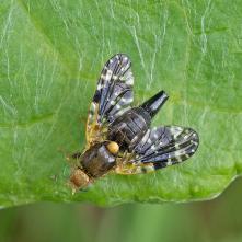 Xyphosia laticauda - samica