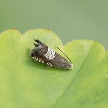 Plodokaz ďatelinový