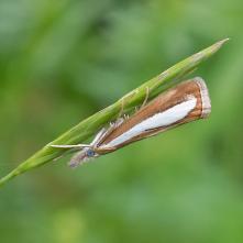 Trávovec rúbaniskový