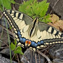 Vidlochvost feniklový