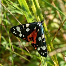 Spriadač hluchavkový