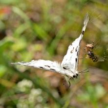 Jasoň červenooký v pavučine križiaka, ten mal na šťastie inú korisť.