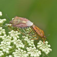 Bzdocha menlivá pri kopulácii