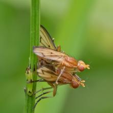 Tetanocera elata pri kopulácii.