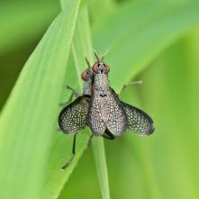 Coremacera marginata pri kopulácii.